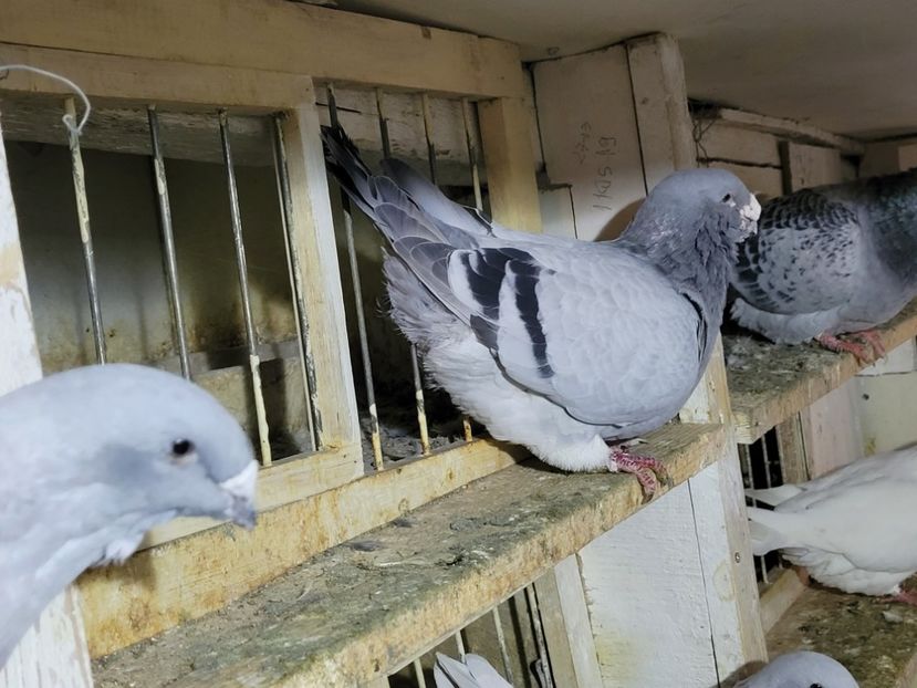  - 0 - 16 dec 2021 Voiajori standard