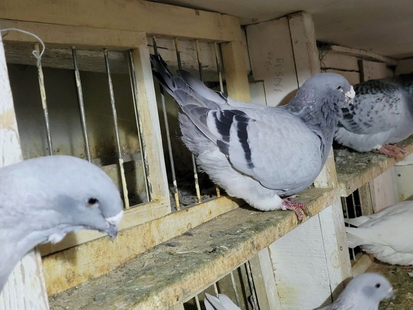  - 0 - 16 dec 2021 Voiajori standard