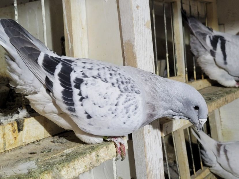  - 0 - 16 dec 2021 Voiajori standard