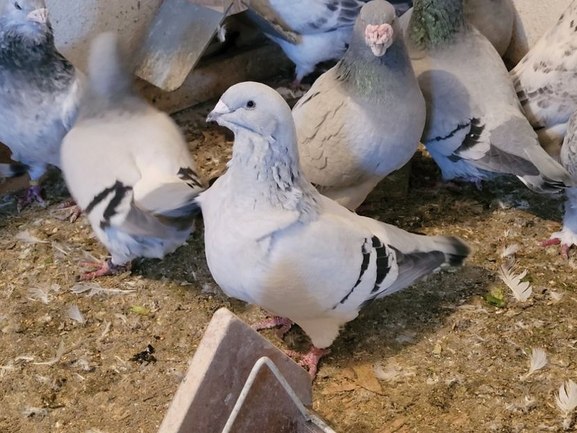  - 0 - 16 dec 2021 Voiajori standard