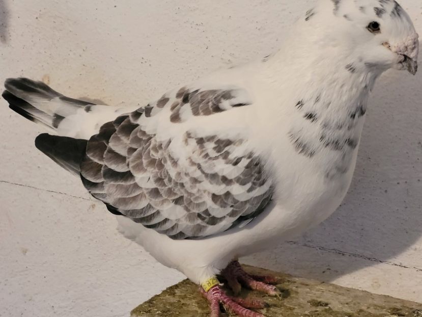  - 0 - 16 dec 2021 Voiajori standard