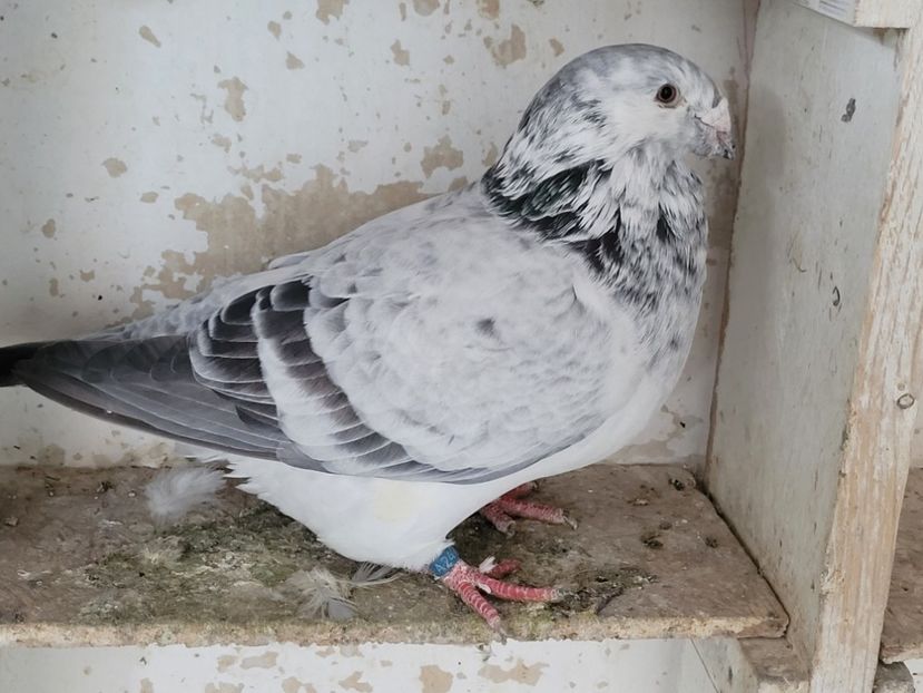  - 0 - 16 dec 2021 Voiajori standard