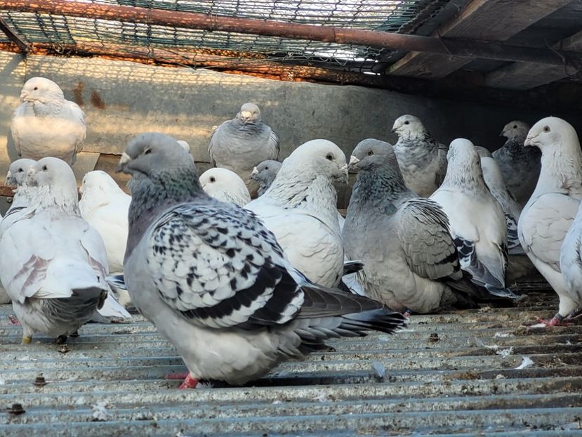  - 0 - 16 dec 2021 Voiajori standard