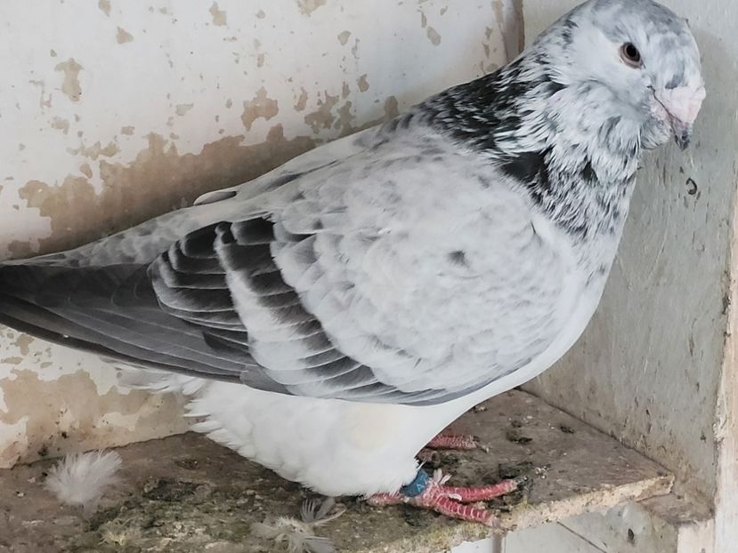  - 0 - 16 dec 2021 Voiajori standard