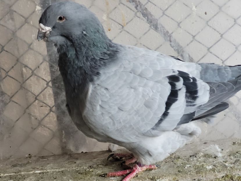  - 0 - 16 dec 2021 Voiajori standard