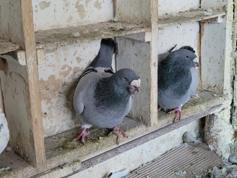  - 0 - 16 dec 2021 Voiajori standard