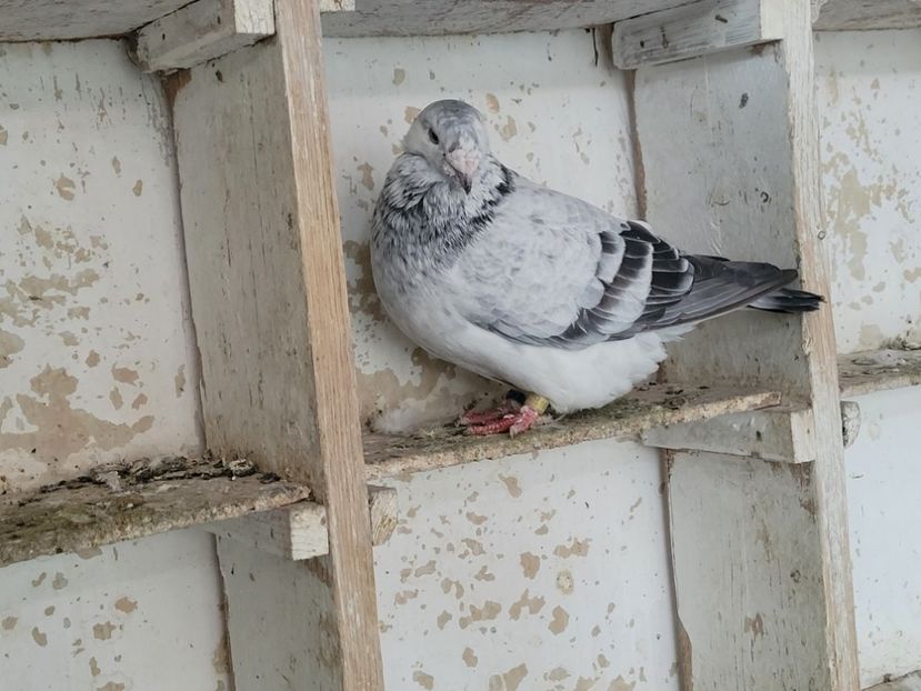  - 0 - 16 dec 2021 Voiajori standard