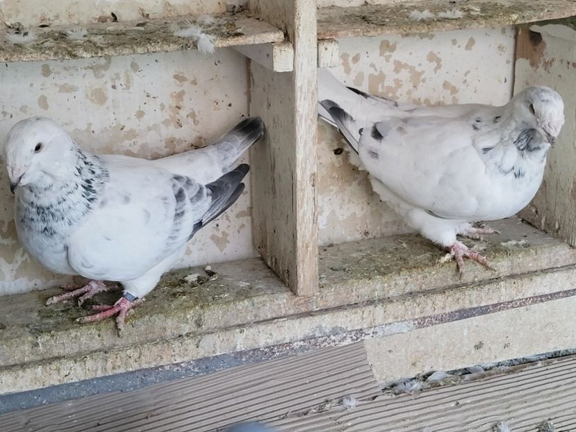  - 0 - 16 dec 2021 Voiajori standard