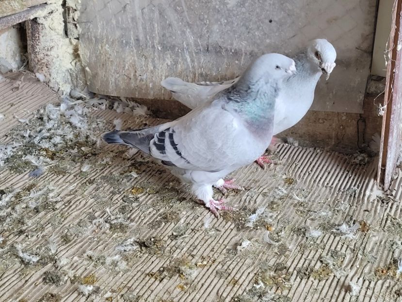  - 0 - 16 dec 2021 Voiajori standard