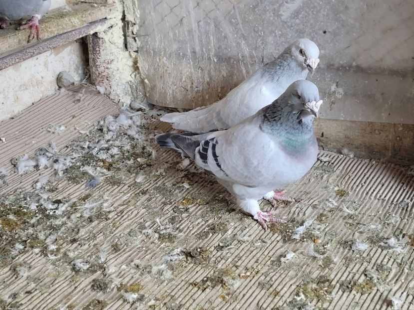  - 0 - 16 dec 2021 Voiajori standard