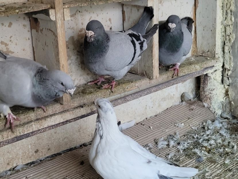  - 0 - 16 dec 2021 Voiajori standard