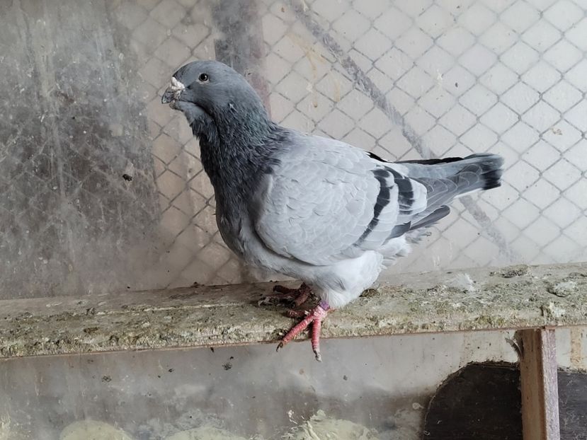  - 0 - 16 dec 2021 Voiajori standard