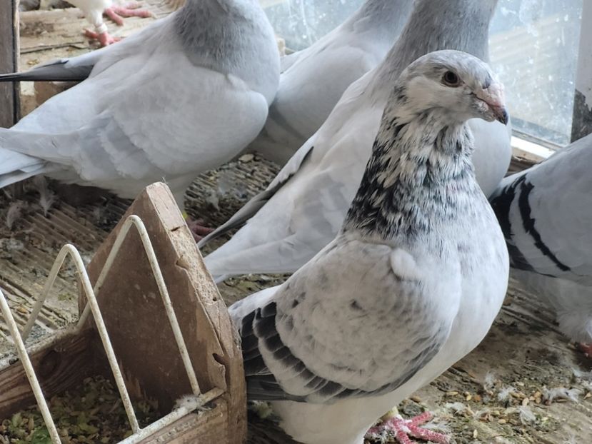  - 0 - 16 dec 2021 Voiajori standard