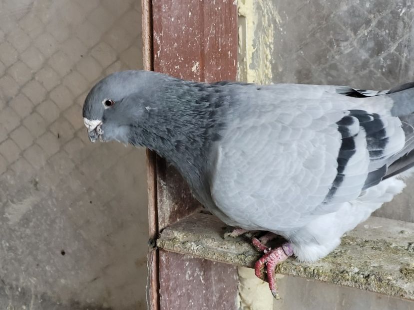  - 0 - 16 dec 2021 Voiajori standard