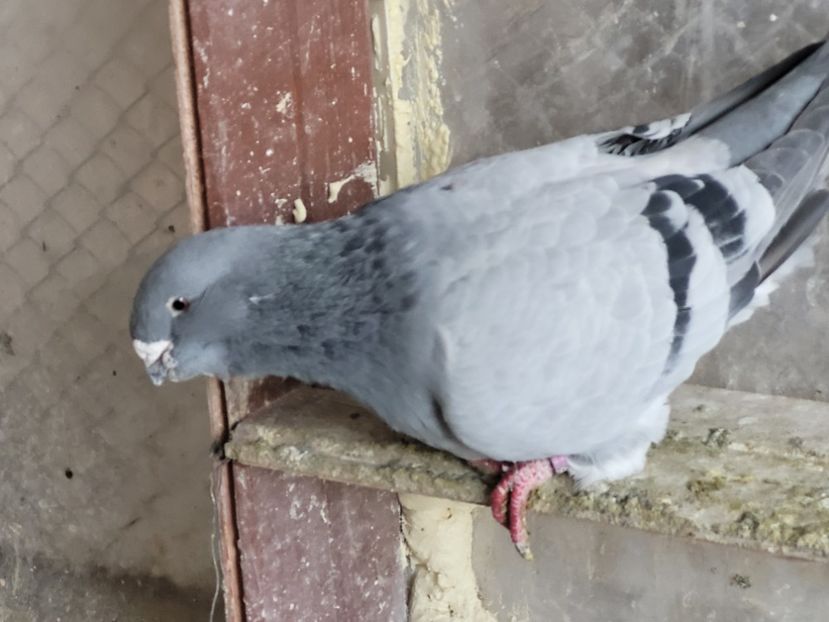  - 0 - 16 dec 2021 Voiajori standard