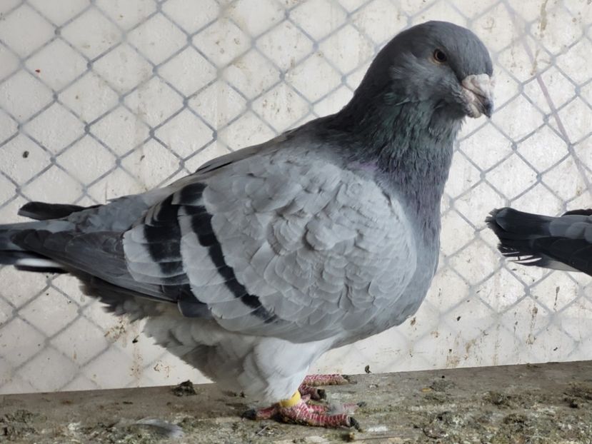  - 0 - 16 dec 2021 Voiajori standard