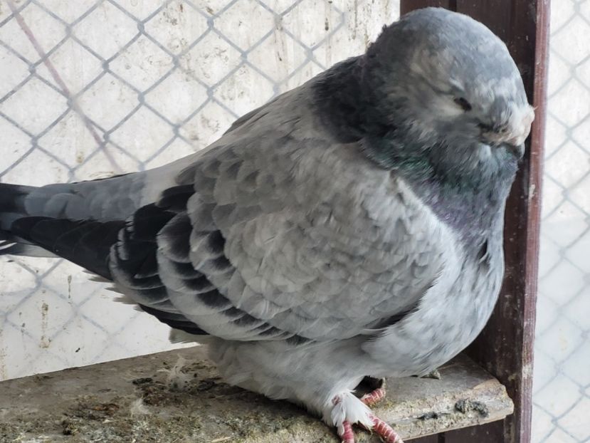  - 0 - 16 dec 2021 Voiajori standard