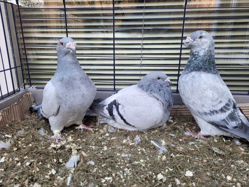  - 0 - 16 dec 2021 Voiajori standard