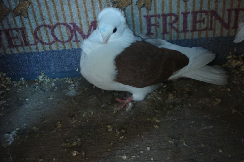 f 827-21 8 mm DN BH - plecati