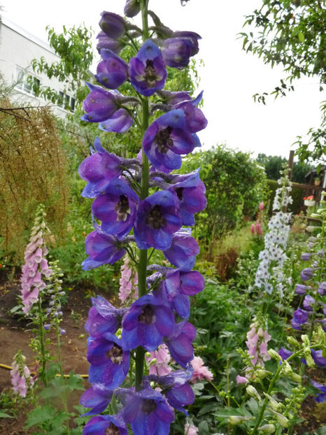  - Delphinium
