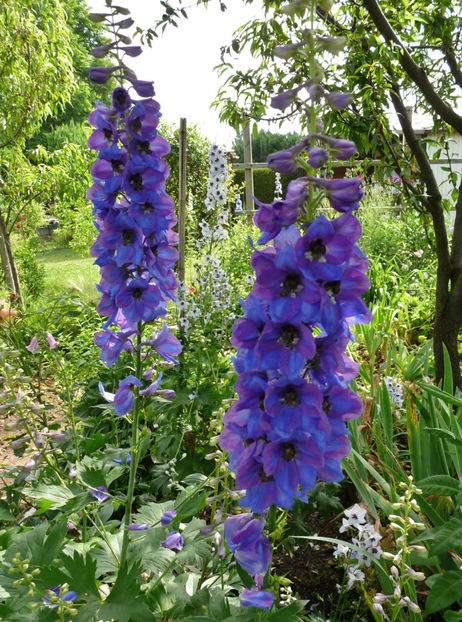  - Delphinium