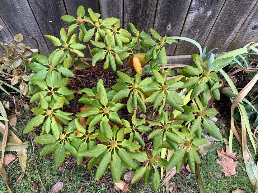  - Jurnalul gradinii 2021