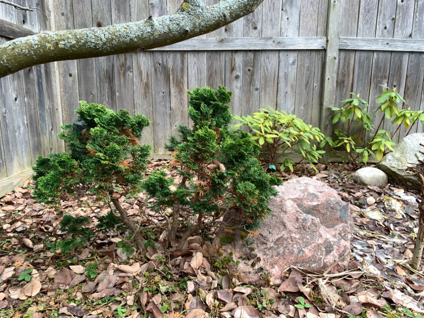  - Jurnalul gradinii 2021