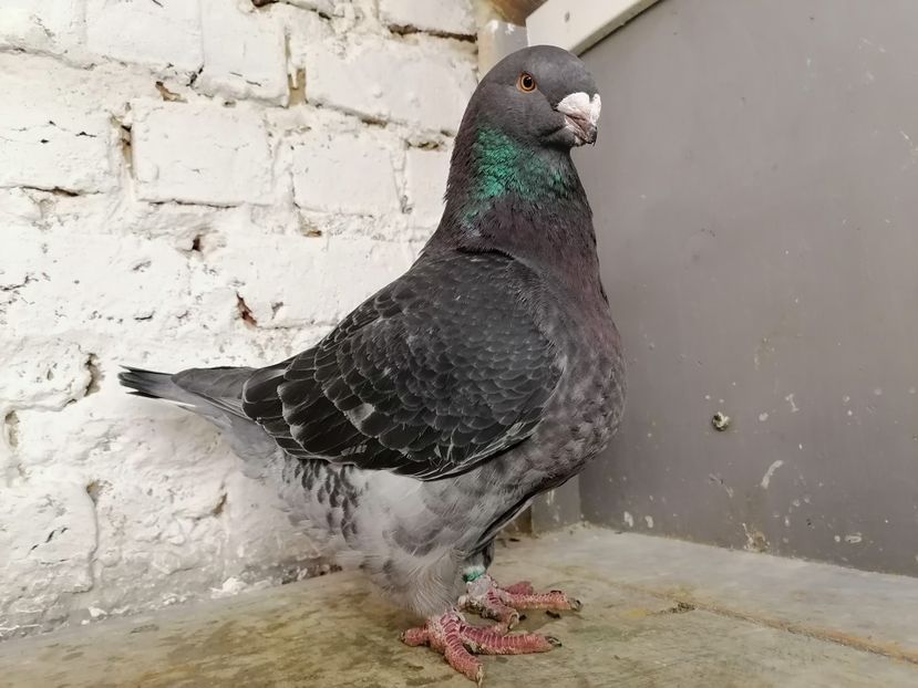 Femela 2019 150 lei - DE Vinzare 2021 2022