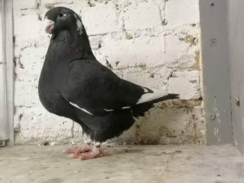 Femela 2018. 250 lei - DE Vinzare 2021 2022