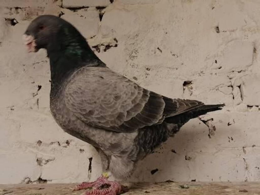  - DE Vinzare 2021 2022