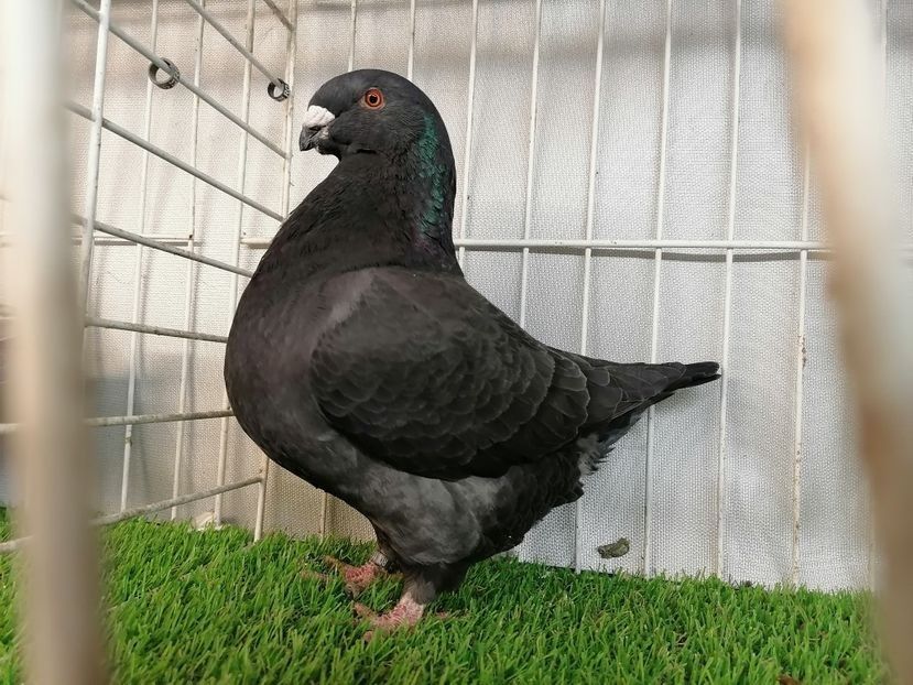 Femela 2021 250 lei - DE Vinzare 2021 2022