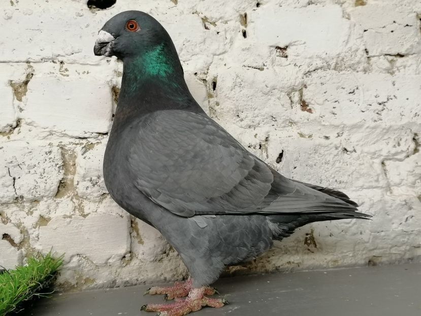 Mascul 2019 - DE Vinzare 2021 2022