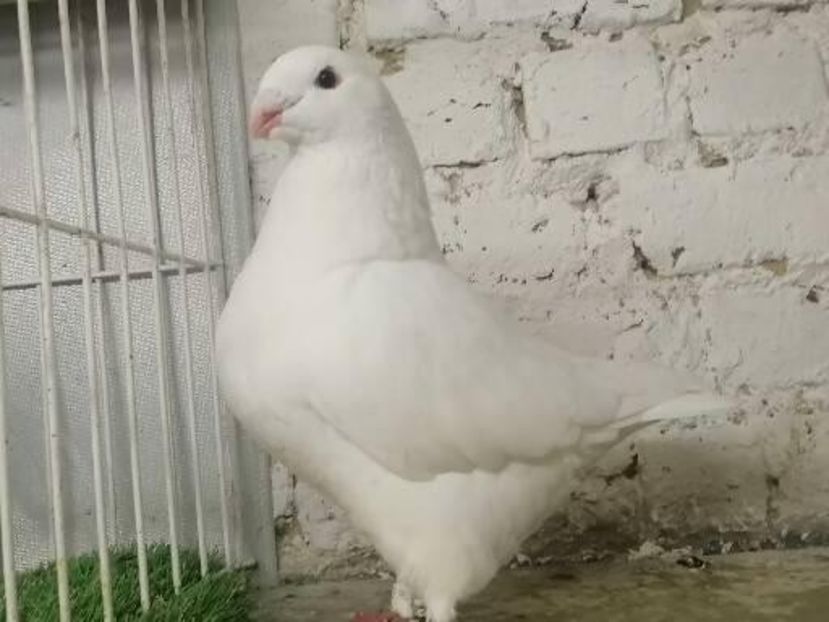 Fem 2021 250 lei rezerata Gheorghe dragomir - DE Vinzare 2021 2022