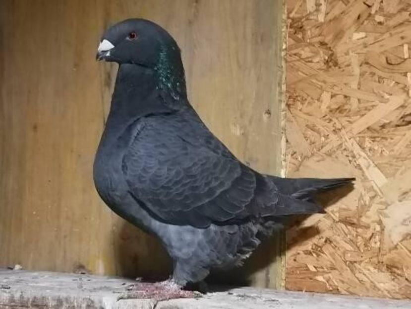 Femela 2020 200 lei - DE Vinzare 2021 2022