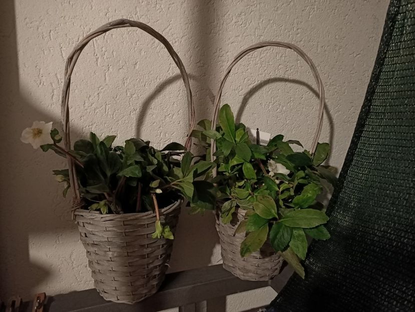 2021.12.16-trebuie salvate Helleborus - 1 Achiziție nouă