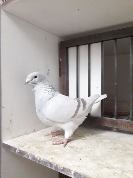  - Câțiva dintre porumbeii mei
