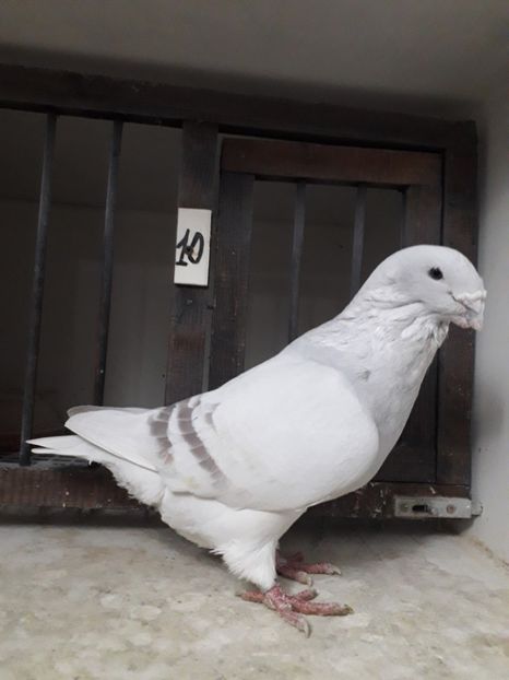  - Câțiva dintre porumbeii mei