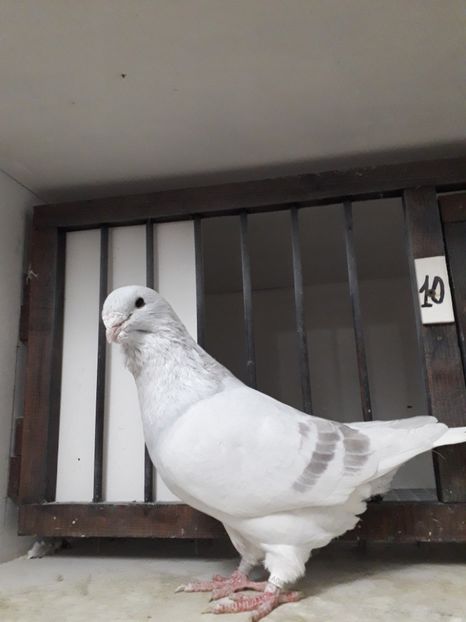  - Câțiva dintre porumbeii mei