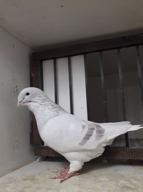  - Câțiva dintre porumbeii mei