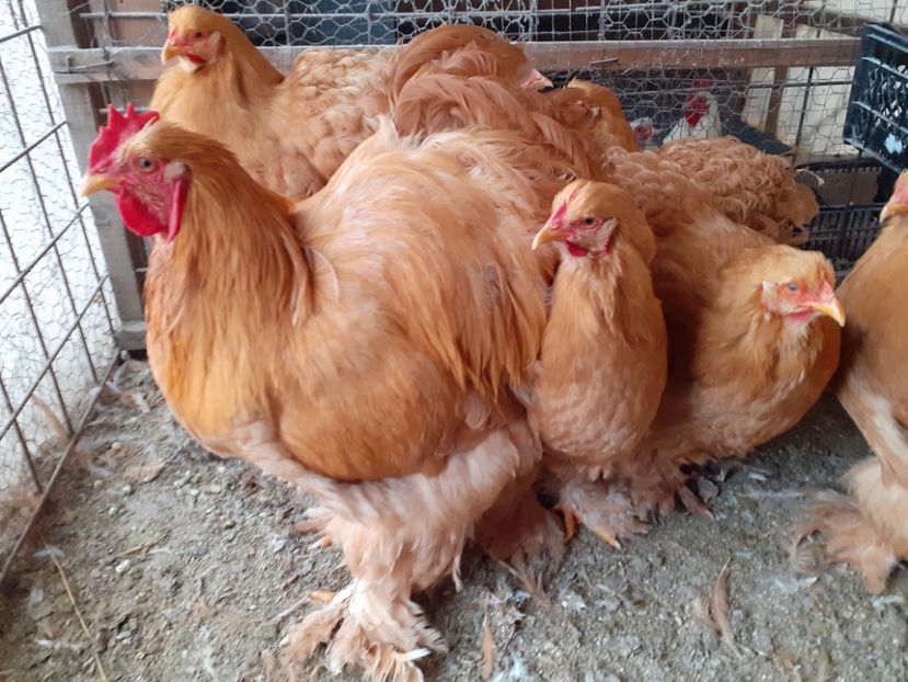  - Cochinchina Matcă 2022