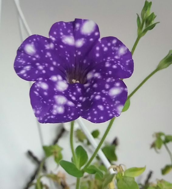 Petunia mea favorita - Iarna pe balcon