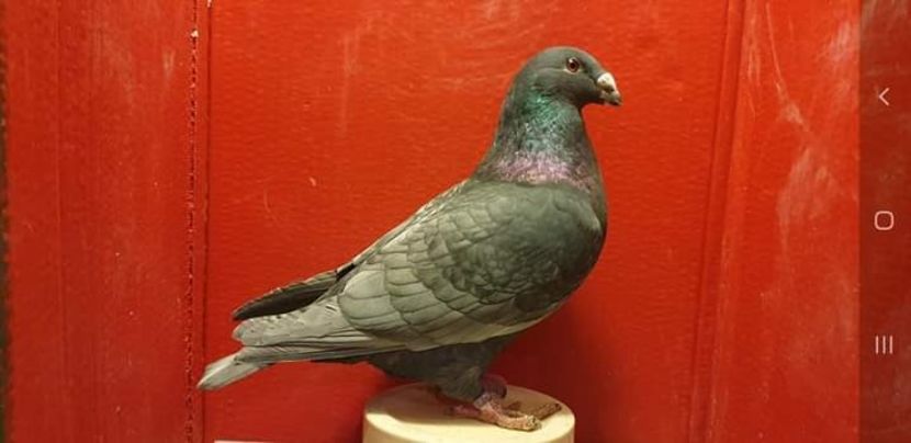  - Nu îmi aparțin 3