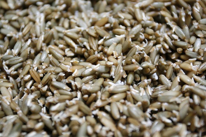 Secara 15.12.21 - 2 Germeni