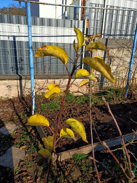 Img.2021.12.18 - A doua grădină