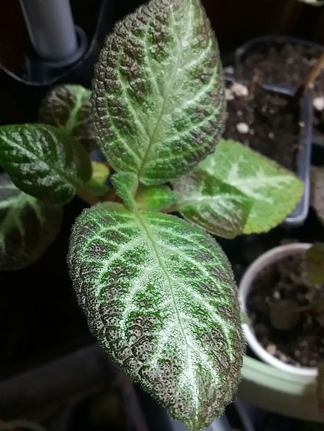  - Episcia