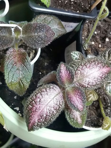 Ma topesc de dragul lor... - Episcia
