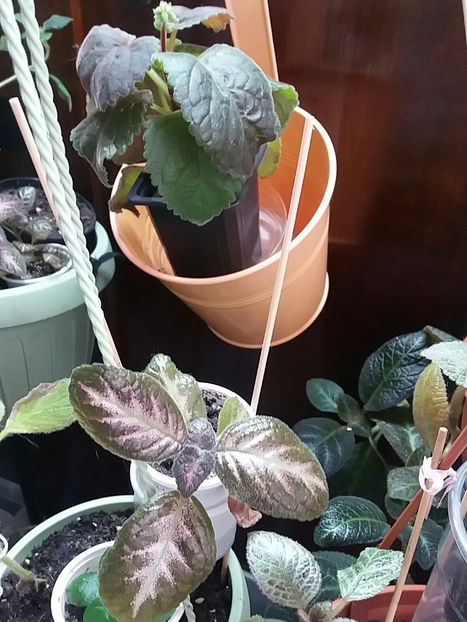  - Episcia