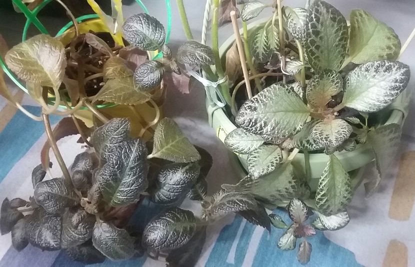 In camera de lucru - Episcia