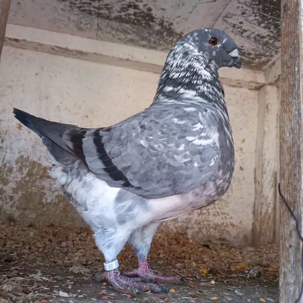 LIPAN DANIEL FEMELĂ 2021 - AMERICAN GIANT HOMER LA GRĂMADĂ