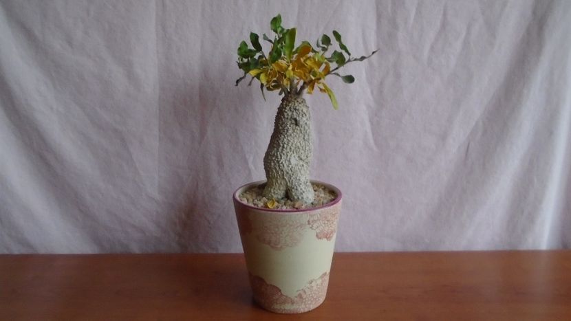 Fockea edulis - Caudiciforme - pachycaule si bulboase 2021